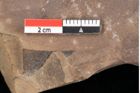 Foto (Detailsansicht) von Quercus palaeoilex Ettingshausen (NHMW-GEO-2024-0188-0763)